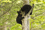 wildlife;bear;bears;black-bear;Ursus-americanus;Tree;Northern-NH;NH;Cubs;D5