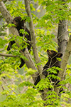 wildlife;bear;bears;black-bear;Ursus-americanus;Tree;Northern-NH;NH;Cubs;D5