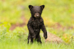 wildlife;bear;bears;black-bear;Ursus-americanus;Cub;Wet;Northern-NH;NH