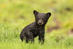 wildlife;bear;bears;black-bear;Ursus-americanus;Cub;Wet;Northern-NH;NH