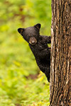 wildlife;bear;bears;black-bear;Ursus-americanus;Wet;Tree;Northern-NH;NH;Cub;D5