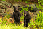 wildlife;bear;bears;black-bear;Ursus-americanus;Cubs;Wet;Northern-NH;NH