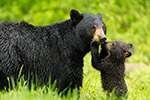 wildlife;bear;bears;black-bear;Ursus-americanus;Northern-NH;NH;Cub;kiss;kissing;D5