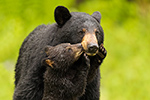 wildlife;bear;bears;black-bear;Ursus-americanus;Northern-NH;NH;Cub;kiss;kissing;D5