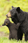 wildlife;bear;bears;black-bear;Ursus-americanus;Northern-NH;NH;Cub;kiss;kissing;D5