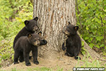 wildlife;bear;bears;black-bear;Ursus-americanus;Tree;Northern-NH;NH;Cubs;D5