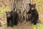 wildlife;bear;bears;black-bear;Ursus-americanus;Tree;Northern-NH;NH;Cubs;D5