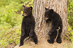 wildlife;bear;bears;black-bear;Ursus-americanus;Tree;Northern-NH;NH;Cubs;D4s