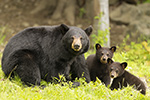 wildlife;bear;bears;black-bear;Ursus-americanus;Tree;Northern-NH;NH;Cubs;D5