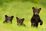 wildlife;bear;bears;black-bear;Ursus-americanus;Northern-NH;NH;Cubs;D5