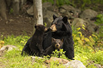 wildlife;bear;bears;black-bear;Ursus-americanus;North-NH;NH;Cubs;D5
