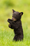 wildlife;bear;bears;black-bear;Ursus-americanus;Cub;Wet;Northern-NH;NH