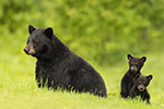 wildlife;bear;bears;black-bear;Ursus-americanus;Northern-NH;NH;Cubs;D5