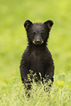 wildlife;bear;bears;black-bear;Ursus-americanus;Northern-NH;NH;Cub;D5