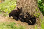 wildlife;bear;bears;black-bear;Ursus-americanus;Northern-NH;NH;Cubs;D5