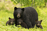 wildlife;bear;bears;black-bear;Ursus-americanus;Northern-NH;NH;Cubs;D5