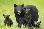 wildlife;bear;bears;black-bear;Ursus-americanus;Northern-NH;NH;Cubs;D5