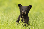 wildlife;bear;bears;black-bear;Ursus-americanus;Northern-NH;NH;Cubs;D5