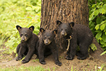 wildlife;bear;bears;black-bear;Ursus-americanus;Northern-NH;NH;Cubs;D5