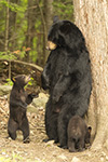 wildlife;bear;bears;black-bear;Ursus-americanus;Northern-NH;NH;Cubs;Standing;D5