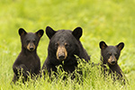 wildlife;bear;bears;black-bear;Ursus-americanus;Northern-NH;NH;Cubs;Grass;D5