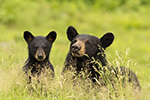 wildlife;bear;bears;black-bear;Ursus-americanus;Northern-NH;NH;Cubs;D5