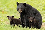 wildlife;bear;bears;black-bear;Ursus-americanus;Cub;Cubs;grass-North-NH;NH;D5