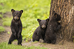 wildlife;bear;bears;black-bear;Ursus-americanus;Tree;Northern-NH;NH;Cubs;D5