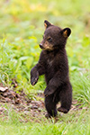 wildlife;bear;bears;black-bear;Ursus-americanus;Northern-NH;NH;Cub;D4s