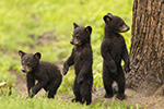 wildlife;bear;bears;black-bear;Ursus-americanus;Cubs;Wet;Northern-NH;NH