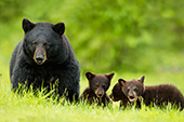 wildlife;bear;bears;black-bear;Ursus-americanus;Cub;Cubs;Northern-NH;NH