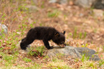 wildlife;bear;bears;black-bear;Ursus-americanus;Cub;Cubs;North-NH;NH;D5