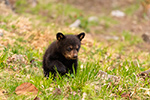 wildlife;bear;bears;black-bear;Ursus-americanus;Cub;Cubs;North-NH;NH;D5