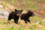 wildlife;bear;bears;black-bear;Ursus-americanus;Cub;Cubs;North-NH;NH;D5