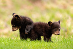 wildlife;bear;bears;black-bear;Ursus-americanus;Cub;Cubs;North-NH;NH;D5