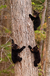 wildlife;bear;bears;black-bear;Ursus-americanus;Cub;Cubs;Tree;North-NH;NH;D5