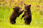 wildlife;bear;bears;black-bear;Ursus-americanus;Cub;Cubs;fight;North-NH;NH;D850