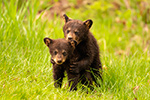 wildlife;bear;bears;black-bear;Ursus-americanus;Cub;Cubs;fight;North-NH;NH;D850
