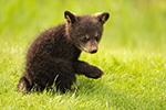 wildlife;bear;bears;black-bear;Ursus-americanus;Cub;Cubs;grass;North-NH;NH;D850