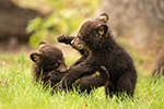 wildlife;bear;bears;black-bear;Ursus-americanus;Cub;Cubs;fight;North-NH;NH;D5