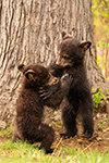 wildlife;bear;bears;black-bear;Ursus-americanus;Cub;Cubs;fight;North-NH;NH;D5