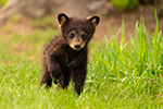 wildlife;bear;bears;black-bear;Ursus-americanus;Cub;Cubs;grass;North-NH;NH;D5