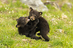wildlife;bear;bears;black-bear;Ursus-americanus;Cub;Cubs;fight;North-NH;NH;D5