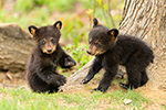 wildlife;bear;bears;black-bear;Ursus-americanus;Cub;Cubs;play;North-NH;NH;D5