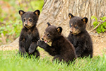 wildlife;bear;bears;black-bear;Ursus-americanus;Cub;Cubs;tree;North-NH;NH;D5