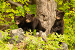 wildlife;bear;bears;black-bear;Ursus-americanus;Cub;Cubs;tree;North-NH;NH;D5