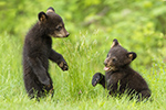 wildlife;bear;bears;black-bear;Ursus-americanus;Cub;Cubs;fight;North-NH;NH;D5