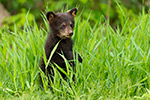 wildlife;bear;bears;black-bear;Ursus-americanus;Cub;Cubs;grass;North-NH;NH;D5