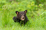 wildlife;bear;bears;black-bear;Ursus-americanus;Cub;Cubs;grass;North-NH;NH;D5