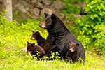wildlife;bear;bears;black-bear;Ursus-americanus;Cub;Cubs;North-NH;NH;D850